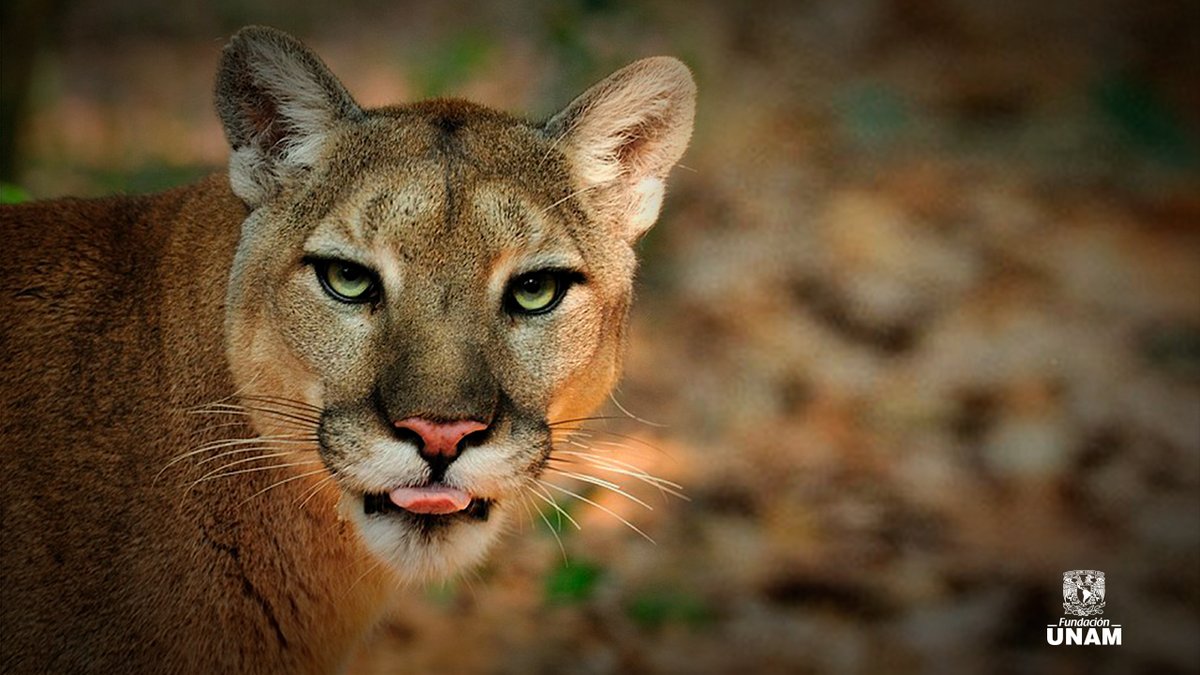 Fundacion_UNAM's tweet image. ¡Comencemos esta semana con actitud, #Pumas! 💪✨ ¡A darlo todo!