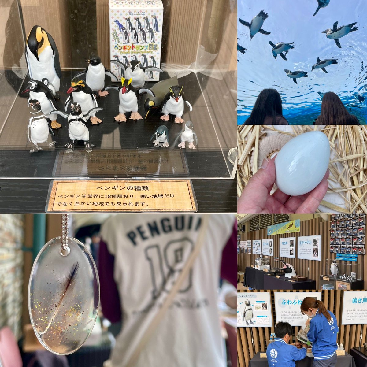 ペンギン大学 ＠2026.4.24(金)「世界ペンギンの日」前夜祭 tweet media