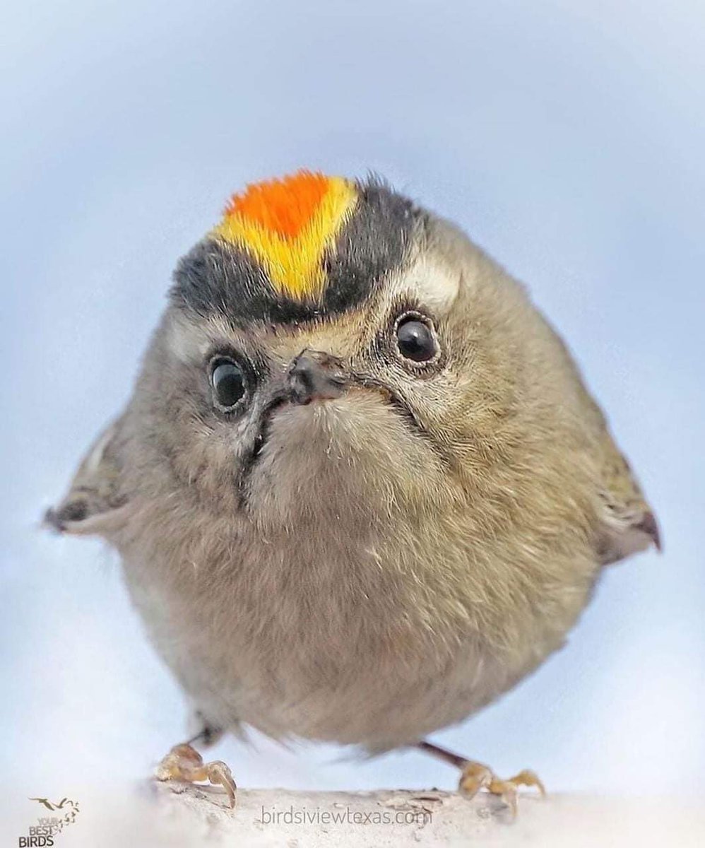 Nature is Amazing ☘️ tweet media