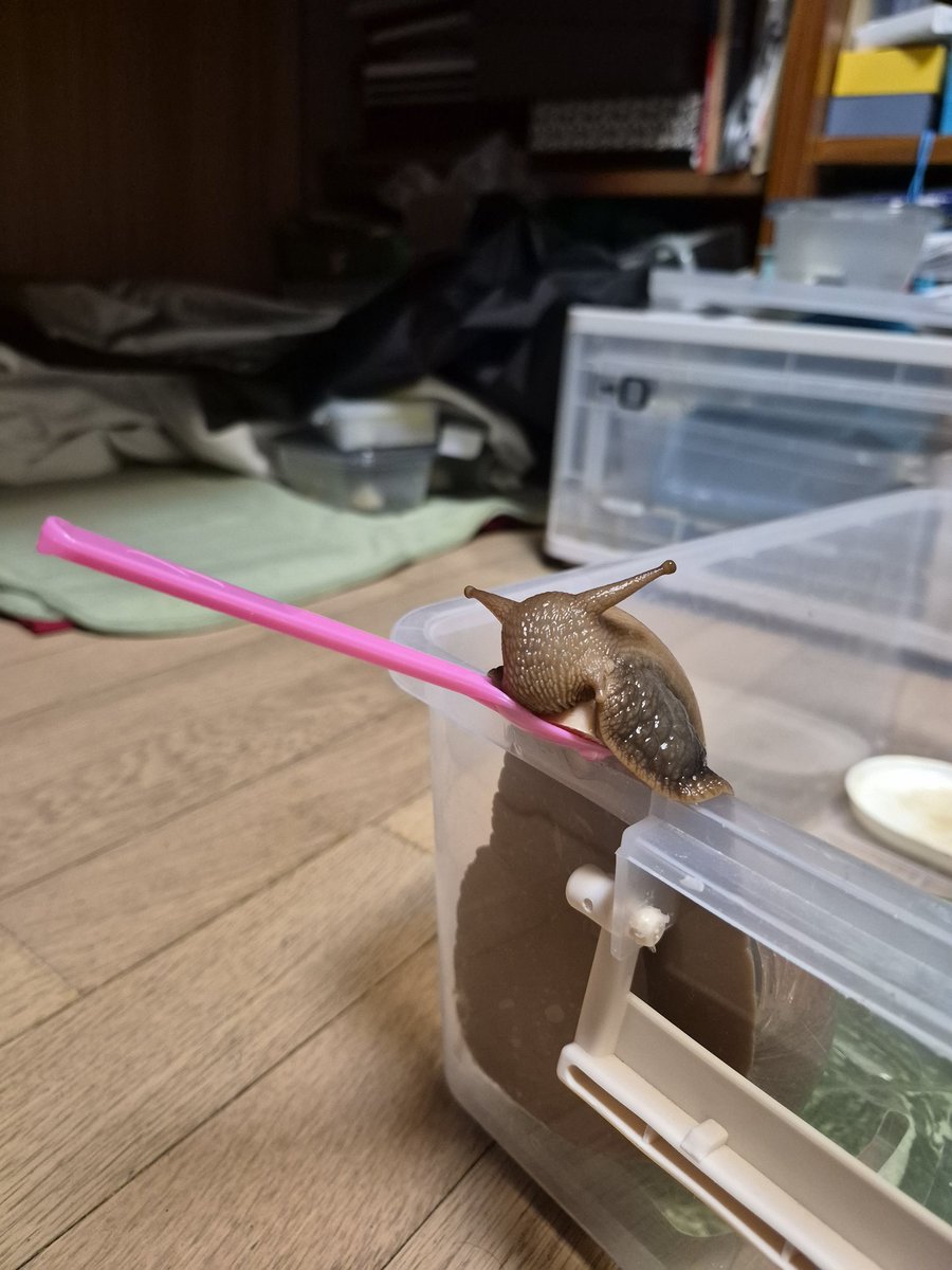 울새 🐌 tweet media