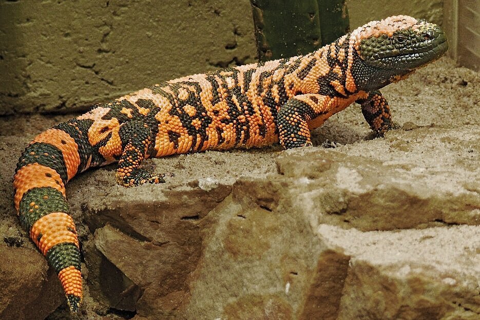 zemacplayer's tweet photo. SCIENCE!
Ozempic est un bon rappel que l’on ne sait jamais à l’avance quelle recherche sera “utile”. Une partie de son histoire scientifique remonte à l’étude d’un reptile, le monstre de Gila, dont la salive/venin contient une molécule proche d’une hormone humaine impliquée dans la régulation du sucre et de l’appétit. 
À première vue, étudier la salive d’un lézard du désert pouvait sembler anecdotique, voire inutile. Pourtant, ces recherches ont contribué à ouvrir la voie à toute une classe de médicaments majeurs contre le diabète et l’obésité. 
C’est une leçon simple : la science fondamentale n’a pas toujours une application immédiate, mais c’est souvent elle qui rend possibles les grandes avancées médicales. Décider trop tôt quelles recherches “méritent” d’exister, c’est parfois fermer la porte aux découvertes de demain.