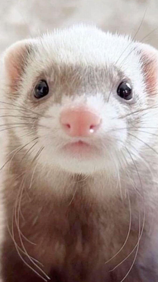 ferretfriend__'s tweet photo. https://t.co/pM0Fj8KZpK