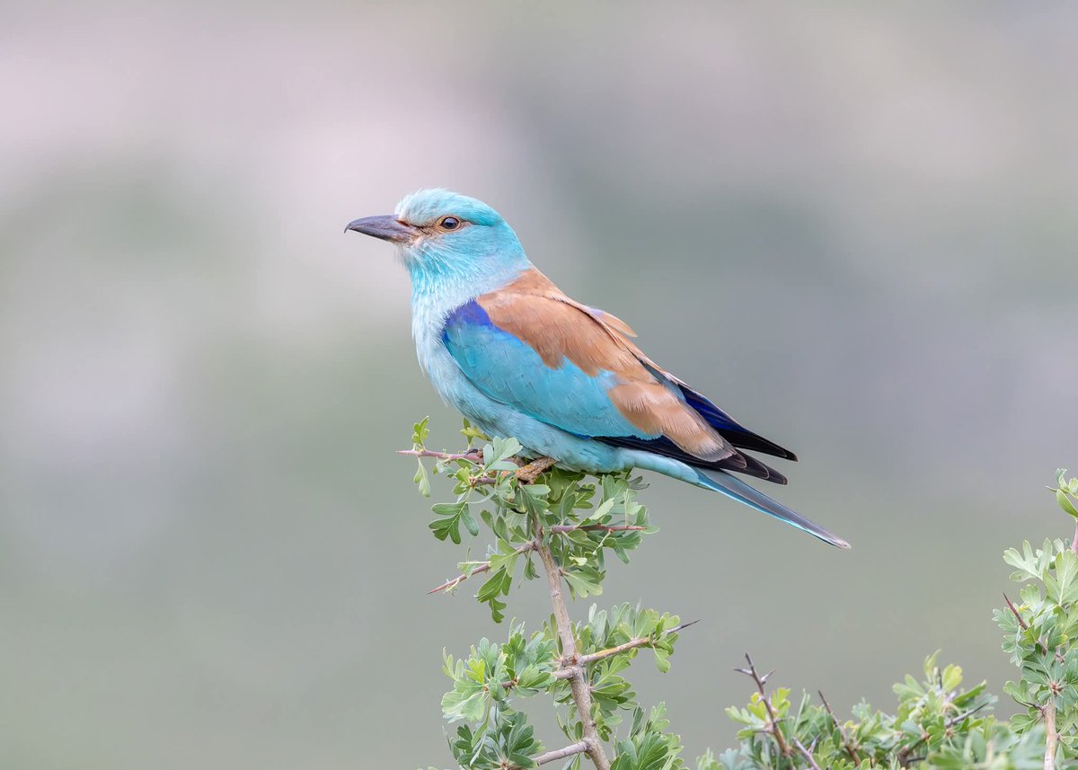 ShaunORourke7's tweet image. European Rollers seen yesterday near Paphos @cyprusbirds #bird #birds #birding #birdingphotography ##birdingdaily #birdsinflight ##nikonz8 #wildlifephotography #wildlifephoto #yourshotphotographer #nikonphotography