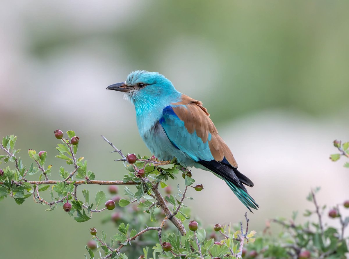 ShaunORourke7's tweet image. European Rollers seen yesterday near Paphos @cyprusbirds #bird #birds #birding #birdingphotography ##birdingdaily #birdsinflight ##nikonz8 #wildlifephotography #wildlifephoto #yourshotphotographer #nikonphotography