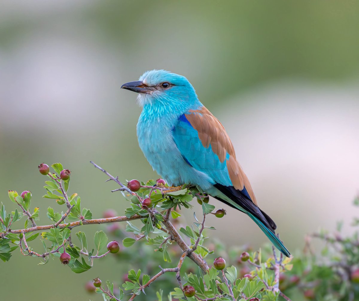 ShaunORourke7's tweet image. European Rollers seen yesterday near Paphos @cyprusbirds #bird #birds #birding #birdingphotography ##birdingdaily #birdsinflight ##nikonz8 #wildlifephotography #wildlifephoto #yourshotphotographer #nikonphotography