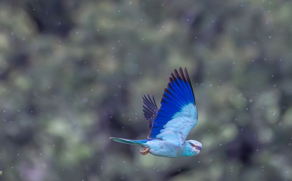 ShaunORourke7's tweet image. European Rollers seen yesterday near Paphos @cyprusbirds #bird #birds #birding #birdingphotography ##birdingdaily #birdsinflight ##nikonz8 #wildlifephotography #wildlifephoto #yourshotphotographer #nikonphotography
