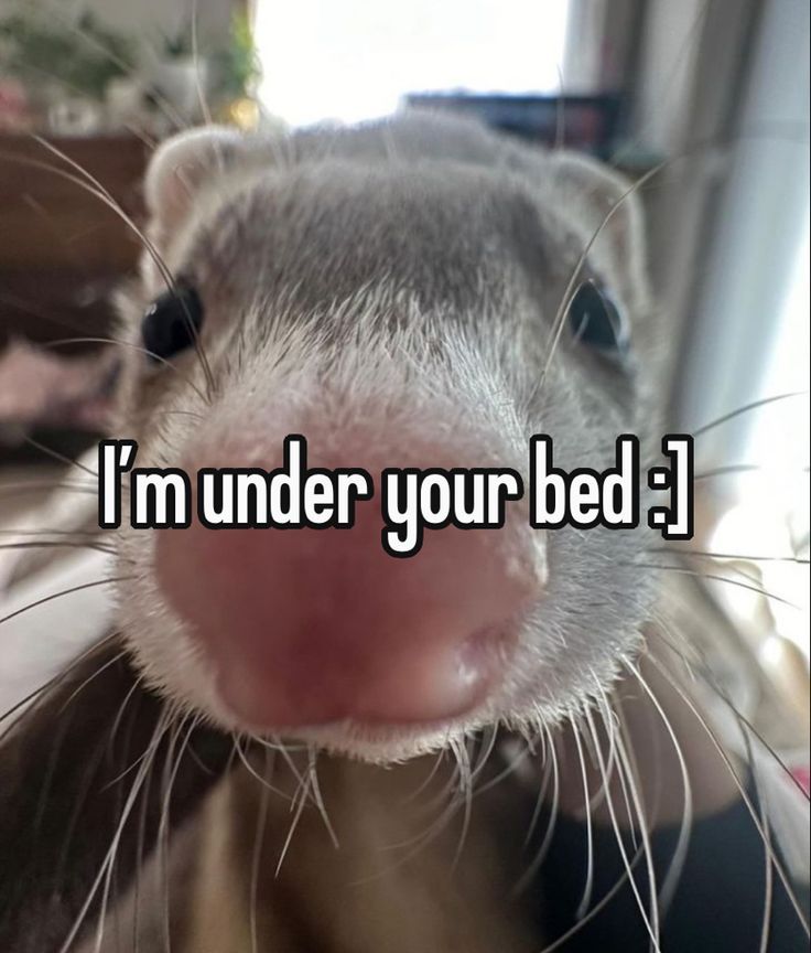 Ferret Friend tweet media