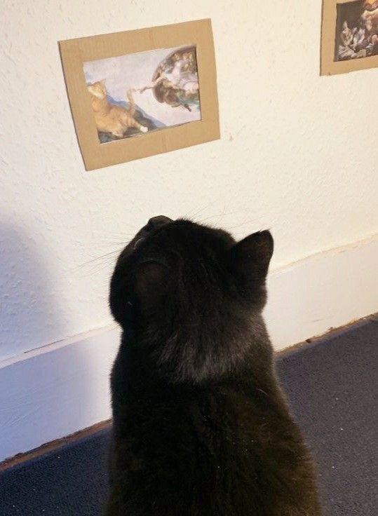 Black cats are not bad luck tweet media
