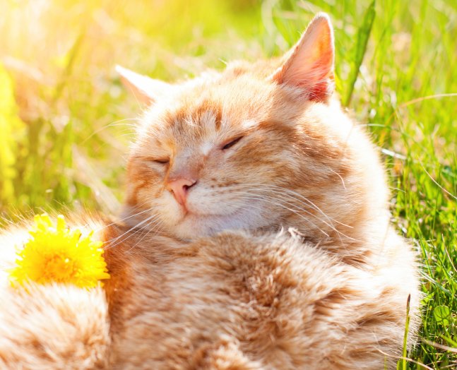 uma foto minha     /    animal que eu seria