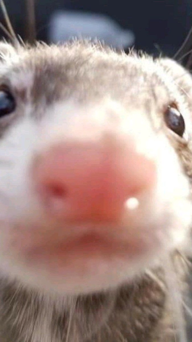 ferretfriend__'s tweet photo. https://t.co/tREiYMtr5w