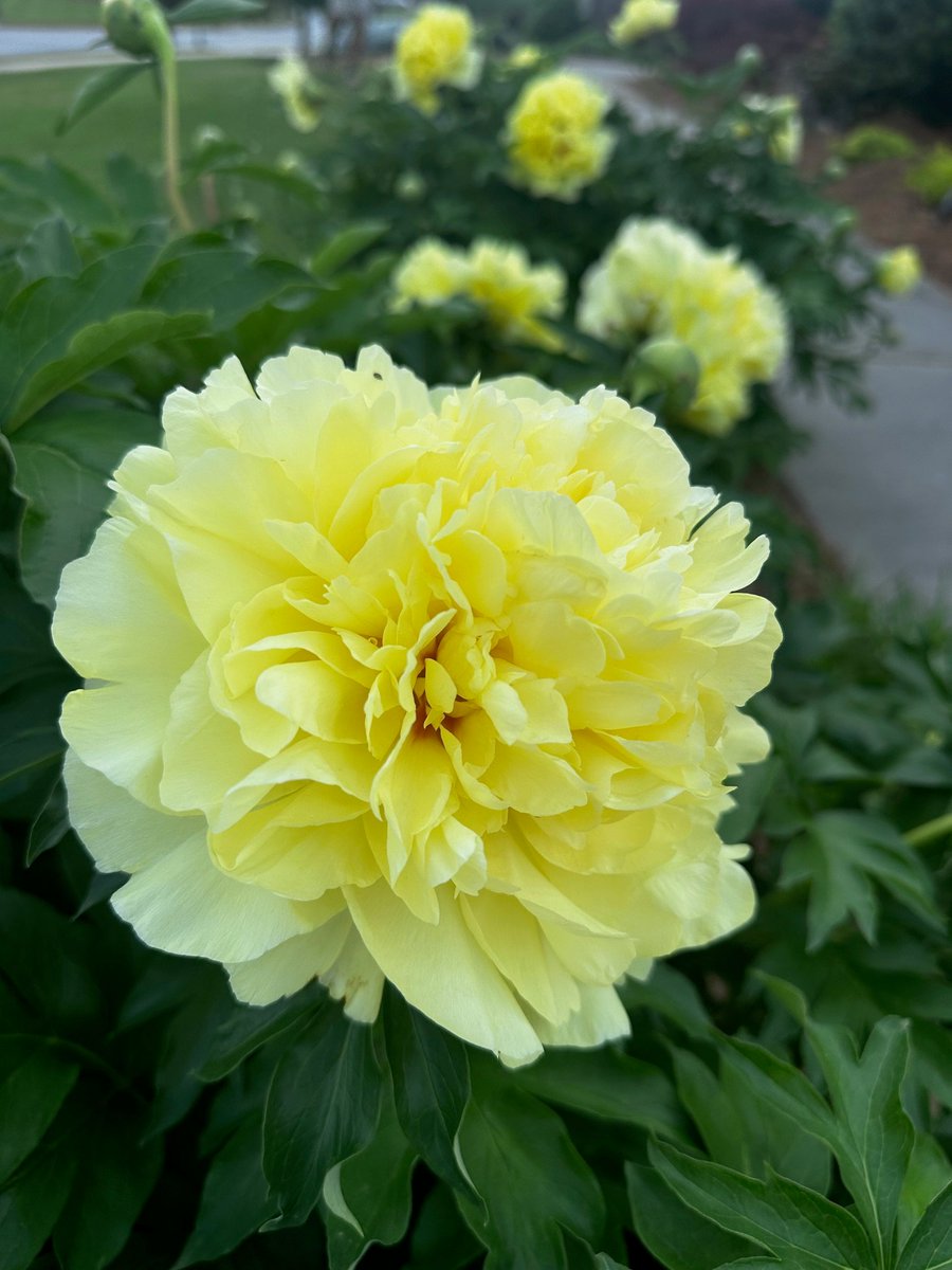 tuttysan's tweet photo. What obsession! What madness
to turn up every day
in pursuit of a flower
who once said it needed light.

My 📸 — Excerpt of untitled poem
published in Things I Could Have Said in One Line But Didn't https://t.co/EZQvpLi3wg
