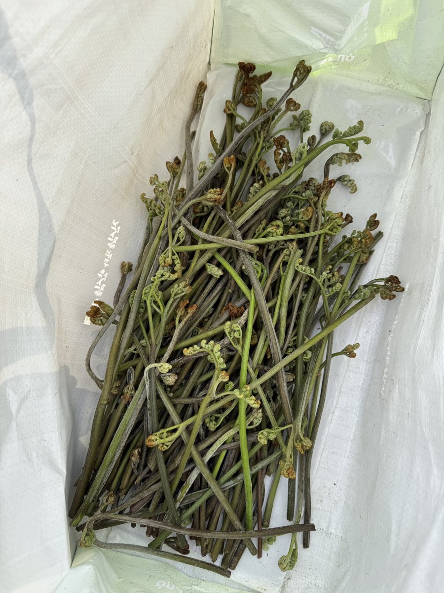 젬스토랑 tweet media