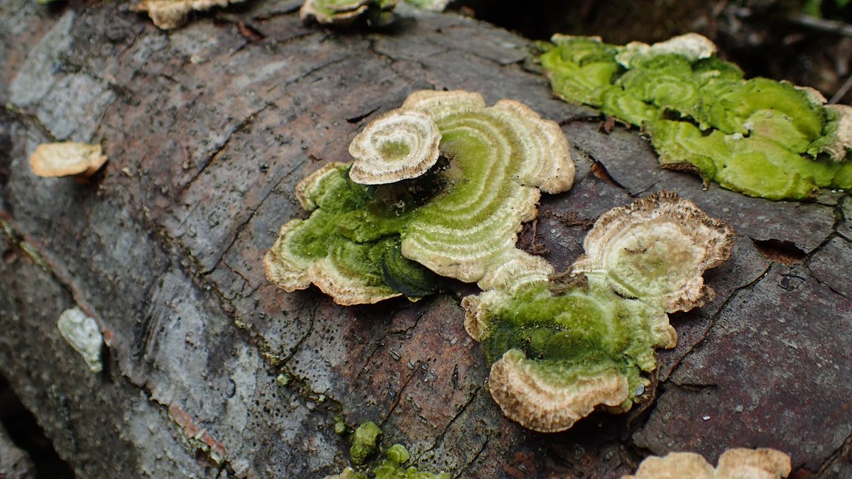 今日のきのこ写真🍄

こけ？

 #きのこ
 #きのこれくしょん
 #可爱的蘑菇
 #目指せ1日1きのこ 1715日目