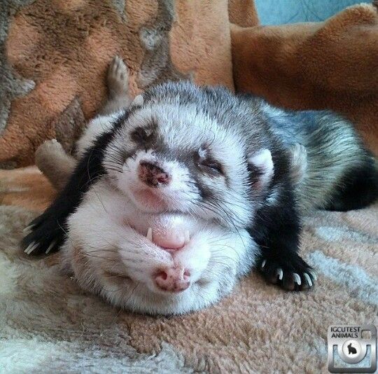Ferret Friend tweet media