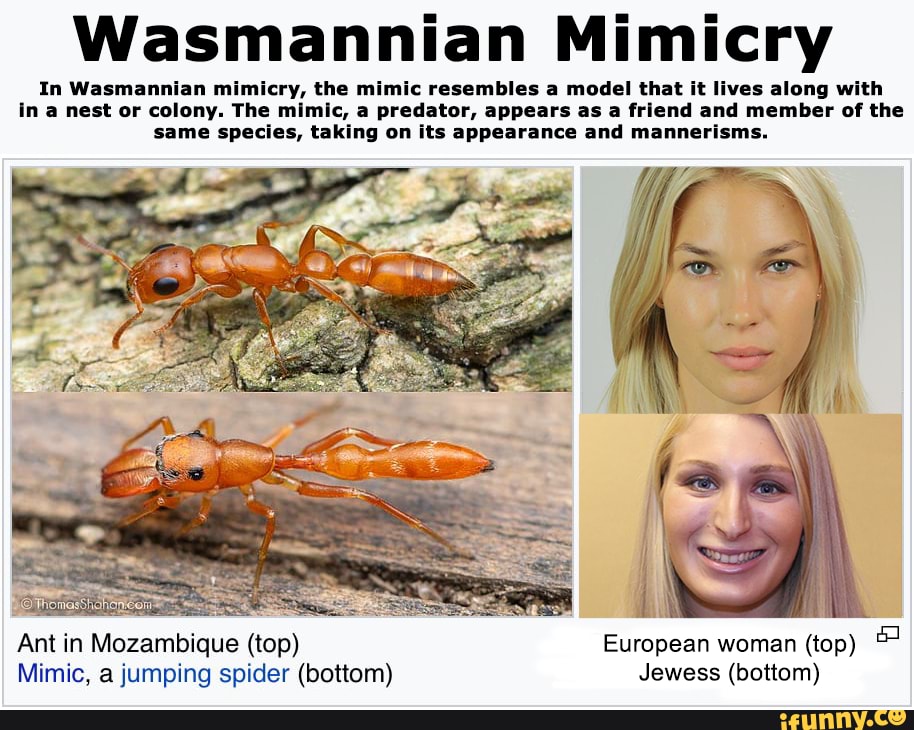 Heathen Chaplain tweet media