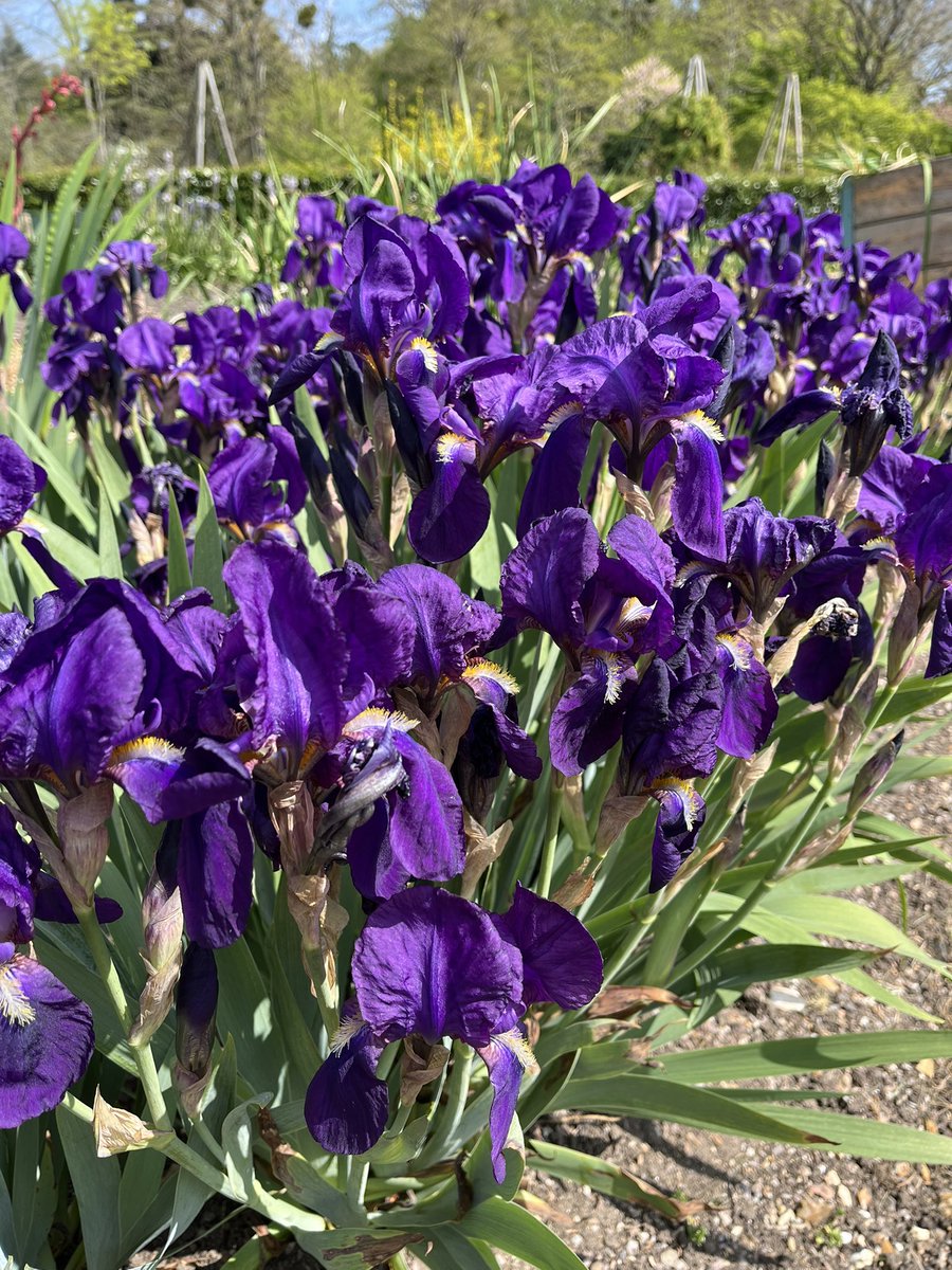 CUBotanicGarden's tweet image. We’re feeling the love this Monday 💚

🌷Bleeding Hearts
🌺Peonies
🪻Iris
🌸Daisies

Tell us which plants you love most in the Garden! 🌿

#MondayMood #CambridgeUniversityBotanicGarden #PlantLove