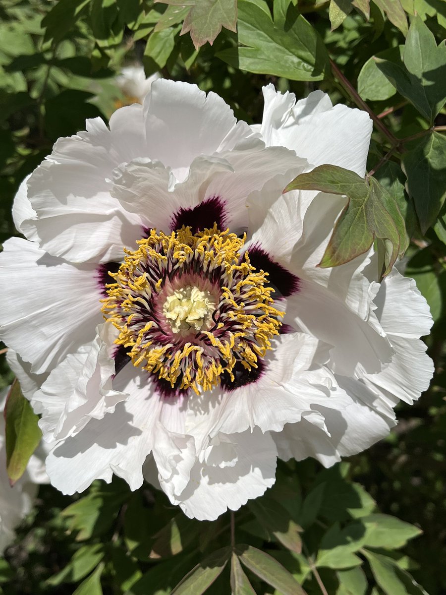 CUBotanicGarden's tweet image. We’re feeling the love this Monday 💚

🌷Bleeding Hearts
🌺Peonies
🪻Iris
🌸Daisies

Tell us which plants you love most in the Garden! 🌿

#MondayMood #CambridgeUniversityBotanicGarden #PlantLove