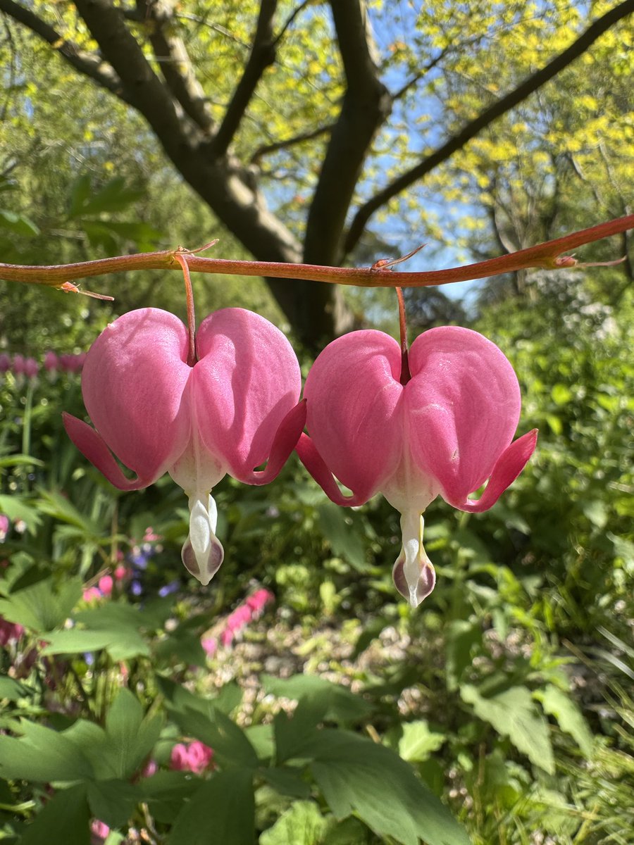 CUBotanicGarden's tweet image. We’re feeling the love this Monday 💚

🌷Bleeding Hearts
🌺Peonies
🪻Iris
🌸Daisies

Tell us which plants you love most in the Garden! 🌿

#MondayMood #CambridgeUniversityBotanicGarden #PlantLove