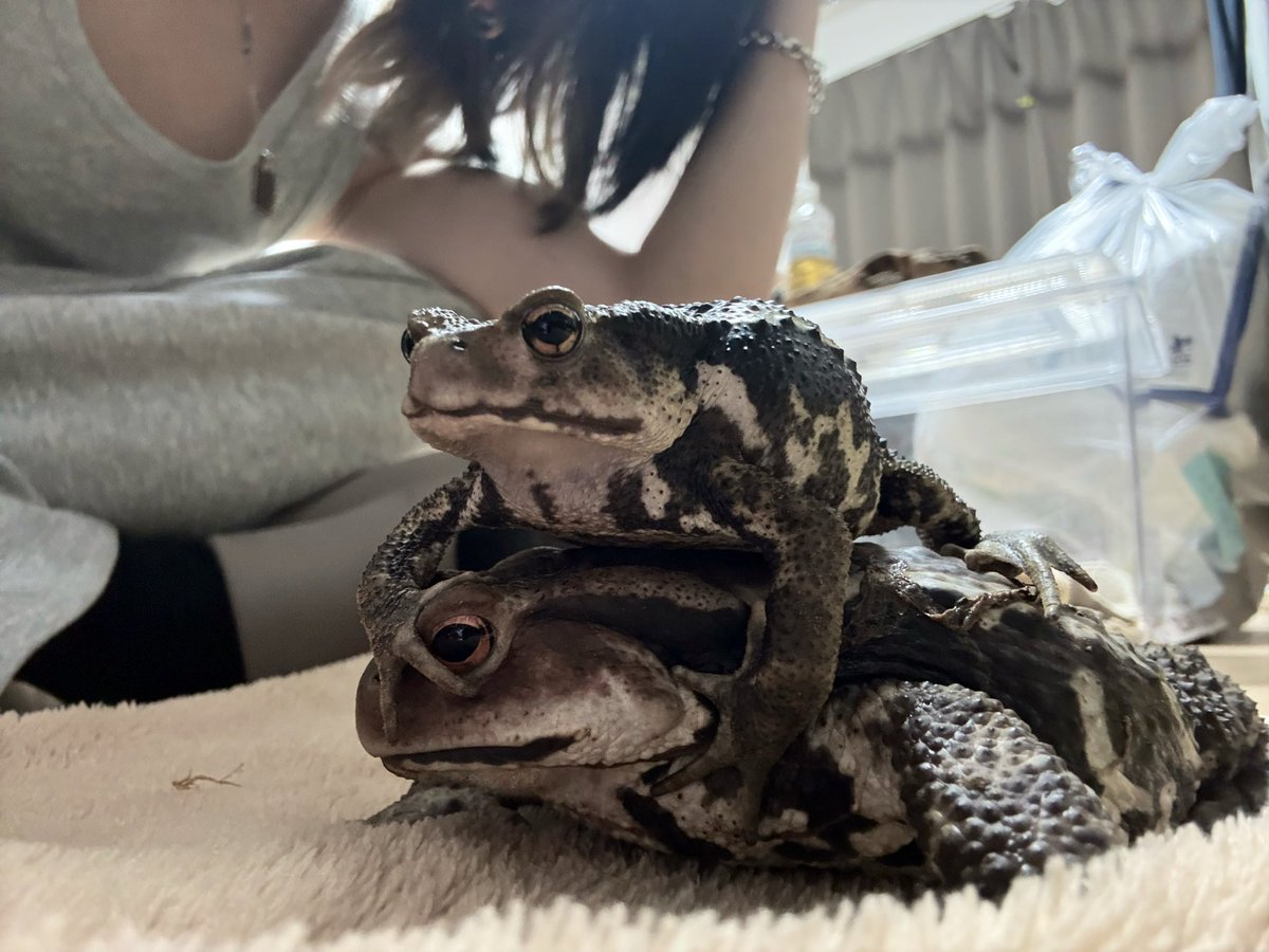 たすけて♡ tweet media