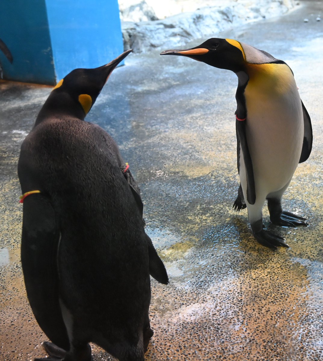 増すコン tweet media