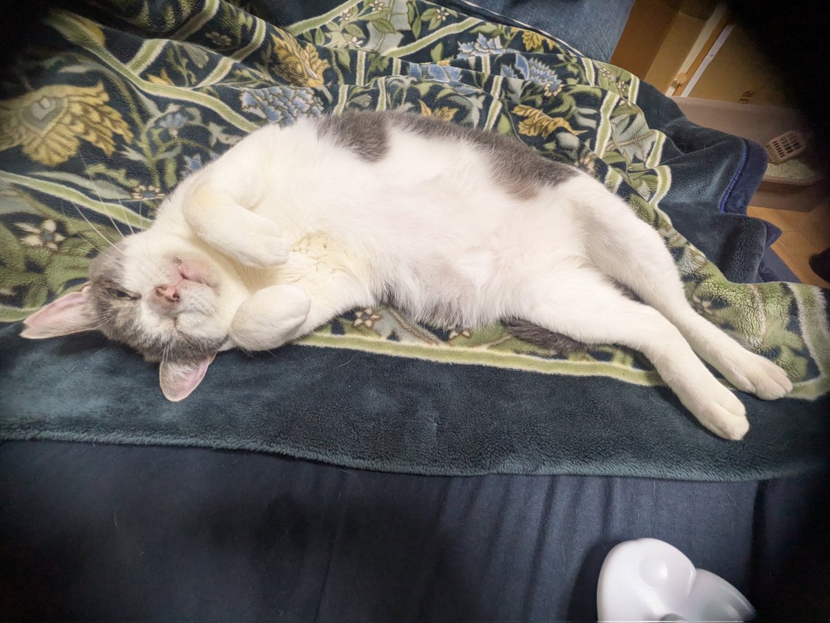 sunsetpig218's tweet photo. #猫のいる暮らし 
腹天 https://t.co/fY5ps0fldm
