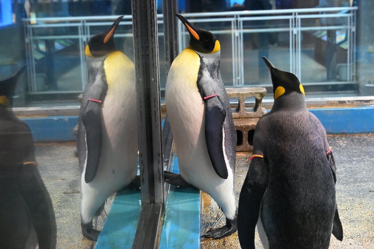 増すコン tweet media