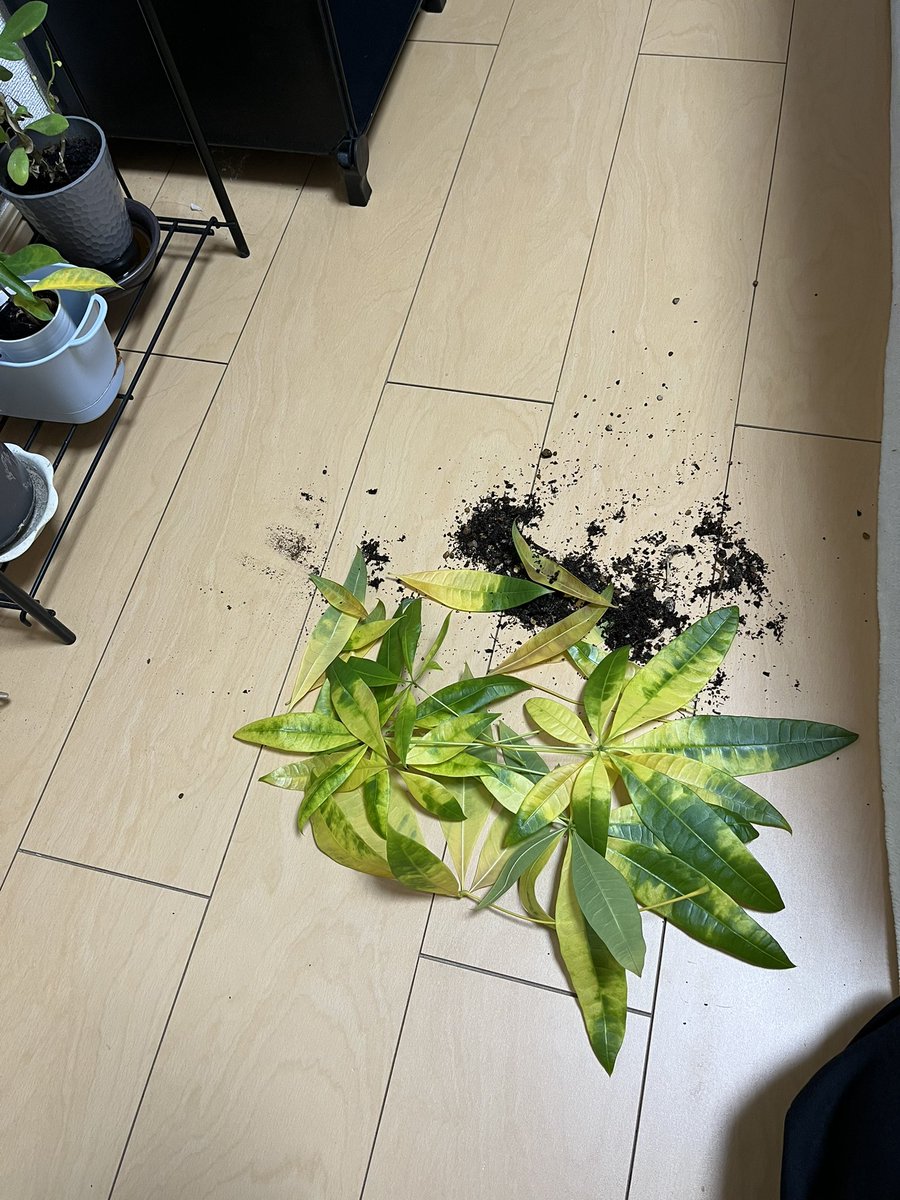 どうなってるんだってばよ(こぼした)