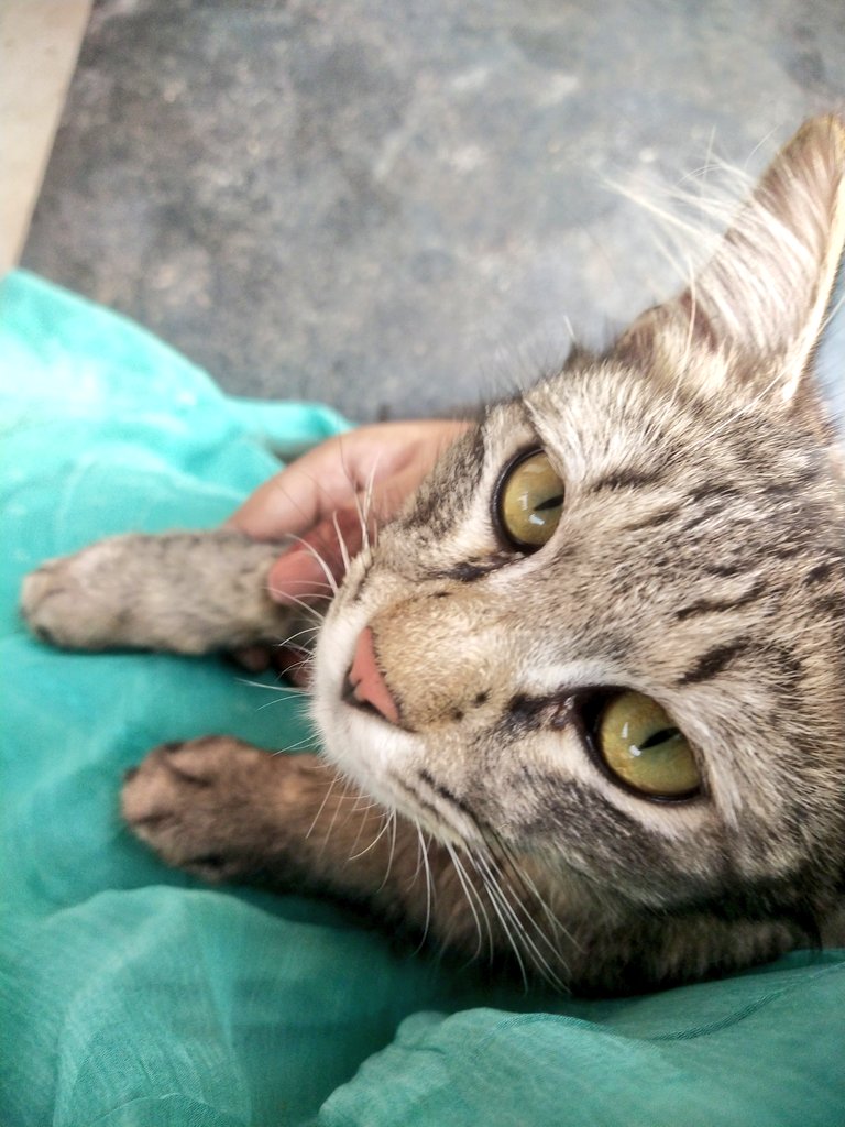 Hima cutie 😻🤍✨