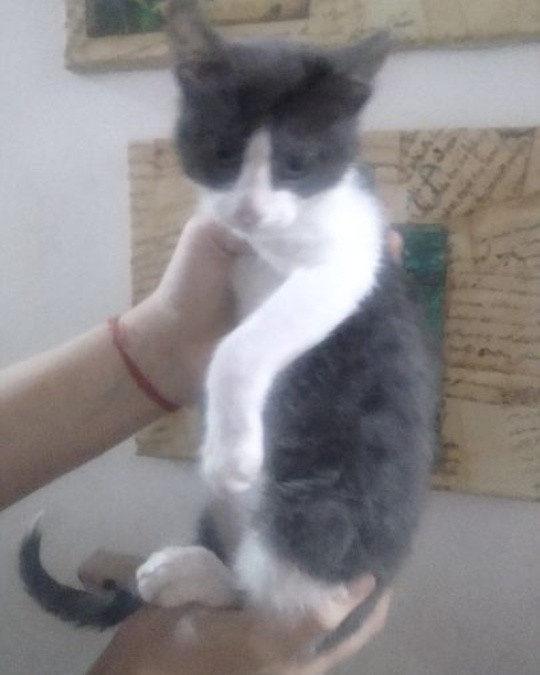 Fundación De Gatitos tweet media