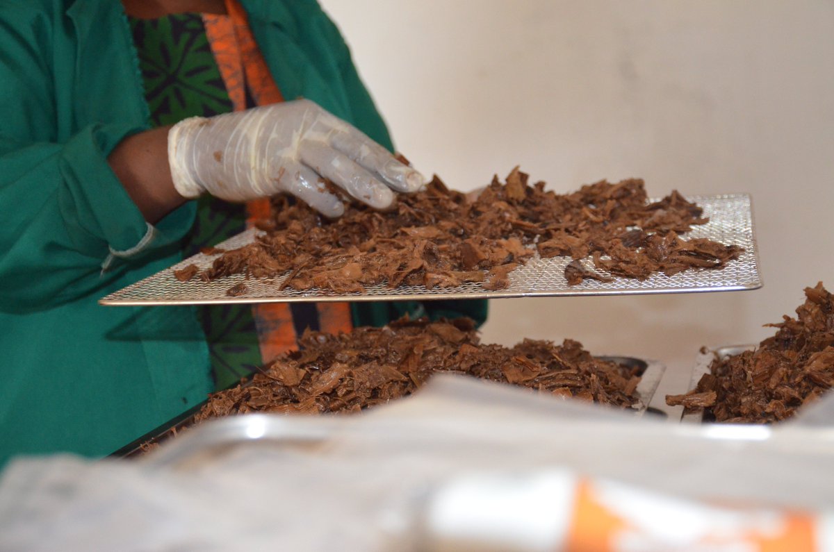 AwBamboo's tweet photo. processing of Edible Bamboo Products by Madam Irene Walimbwa and her staff https://t.co/RXCJzdEpkA