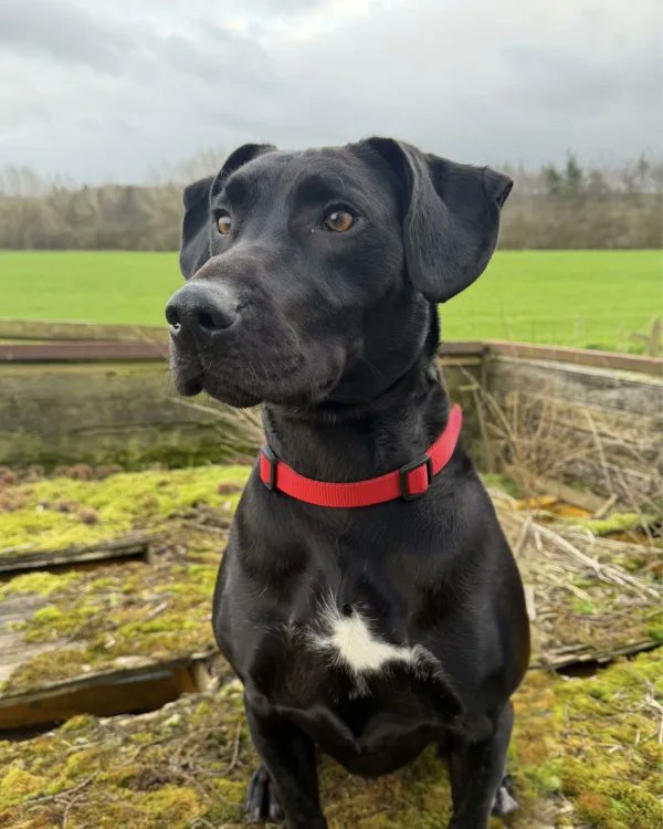 rescuedoggypaws's tweet image. Teddy is a Labrador X Staffie
Age: 3 Years
Dog Friendly? Likes Dogs
Cat Friendly? No Cats
Child Friendly? Over 14
Neutered? Yes
Location: #Nottingham
doggydensukrescue.co.uk/teddy/
#Nottinghamshire #Ollerton #Retford #Yorkshire #Sheffield #Chesterfield #Derbyshire #Worksop #Tuxford