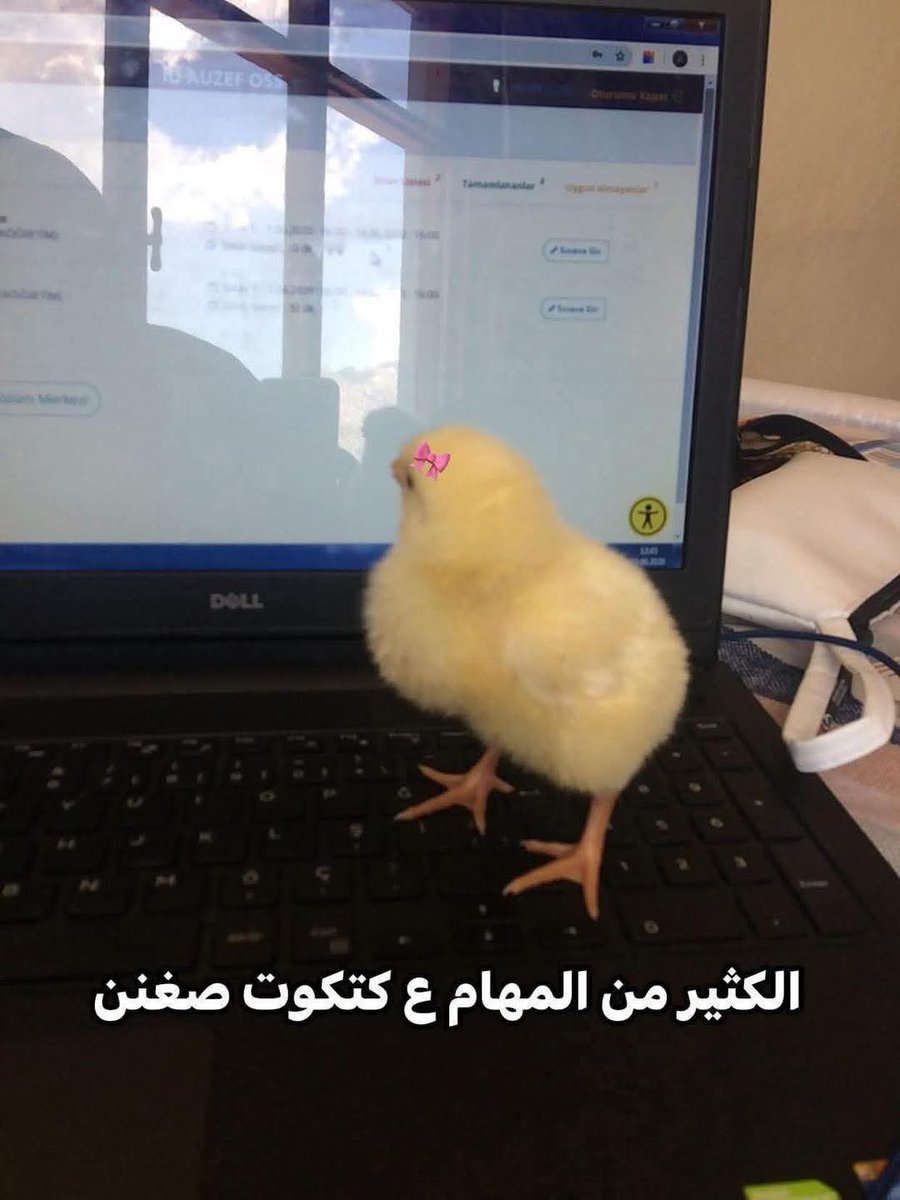 عين🔻 tweet media