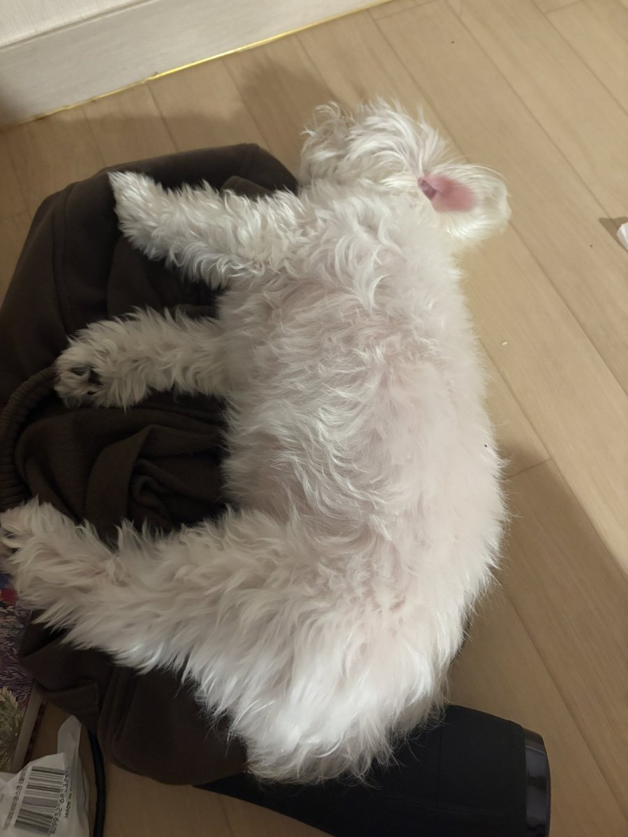 최늘최별 tweet media