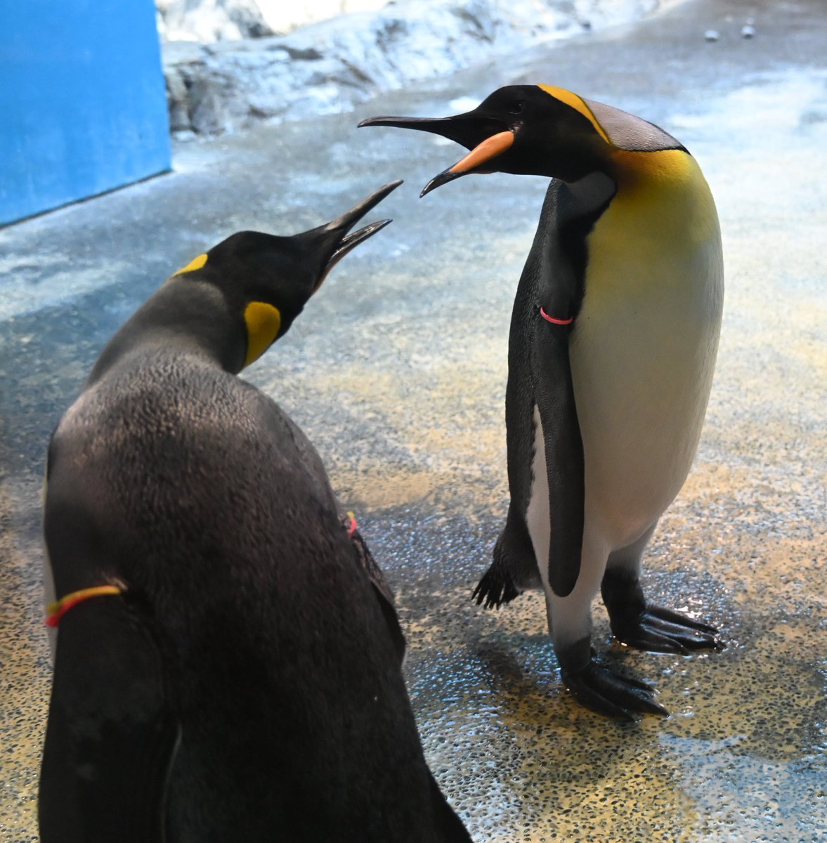 増すコン tweet media