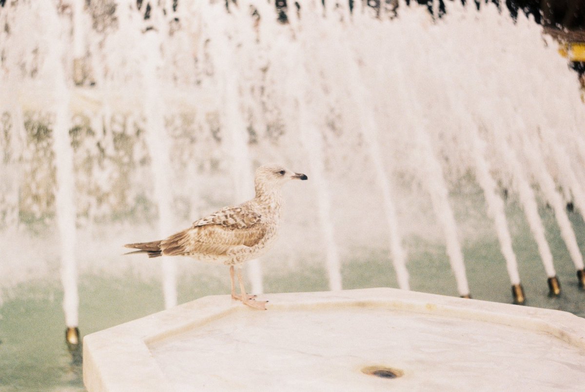 _azizey_'s tweet photo. Ben bugün film yıkattım ve bunlar da en sevdiklerim ✨️🫠

📷 Zenit 11 https://t.co/BUp9yN0Gqe