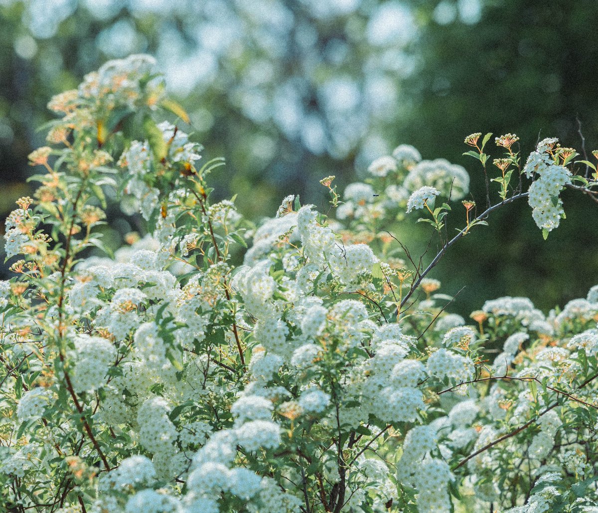 ニノミヤ tweet media