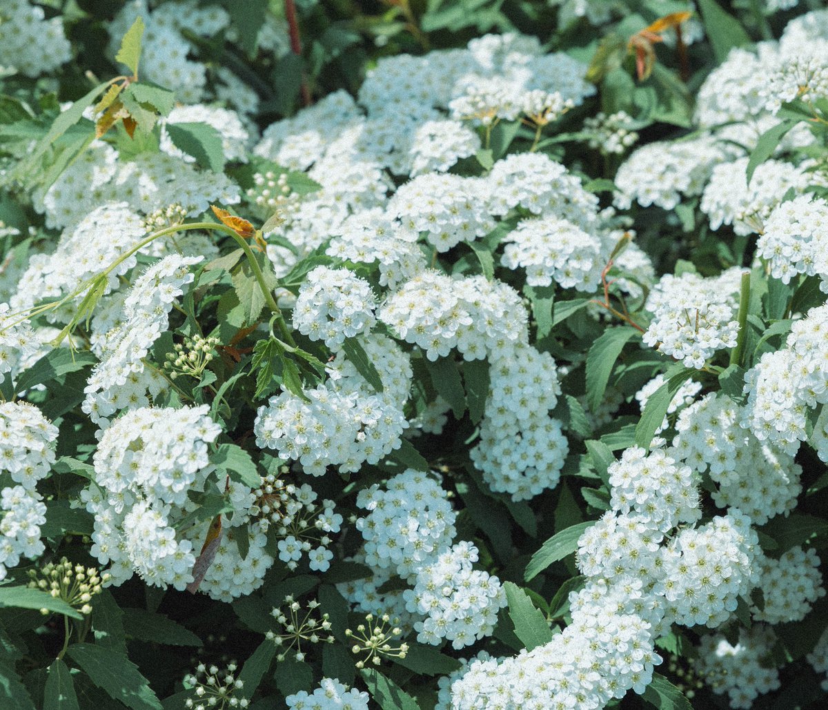 ニノミヤ tweet media