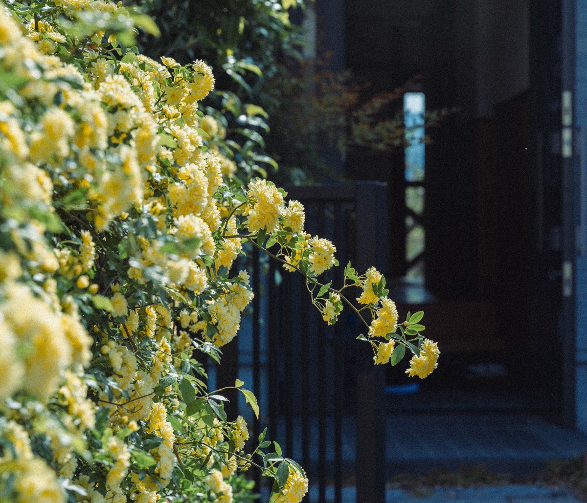 ニノミヤ tweet media