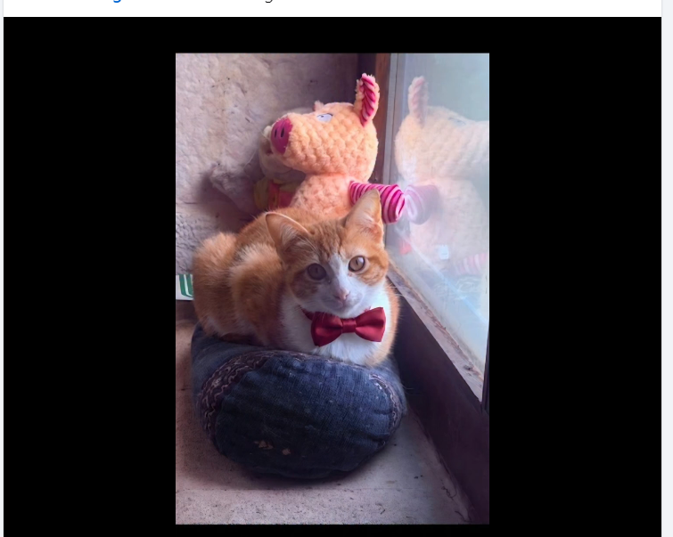 Qua la Zampa tweet media