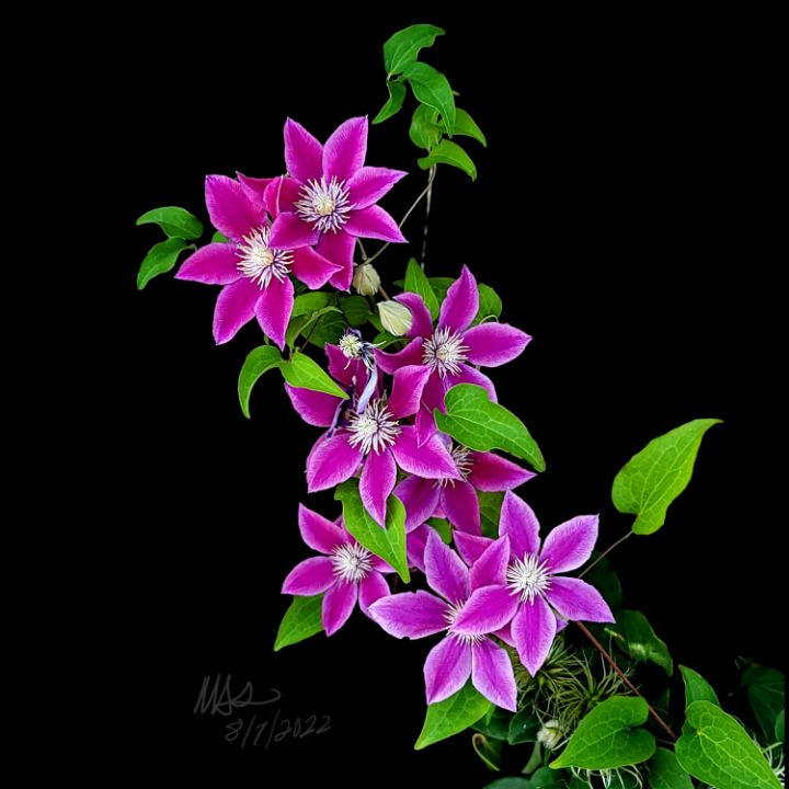 buzzwaxx's tweet photo. Art of the Day! "Bouquet of Clematis on the Vine". Buy at: https://t.co/F9dDpaXslO https://t.co/7ipTdrgdF9