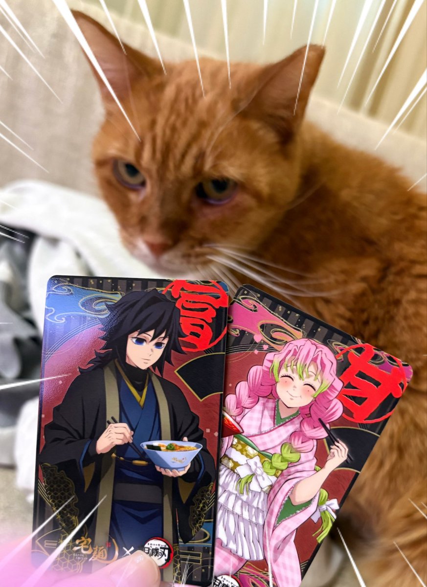 もふねこ🐈🐈‍⬛ tweet media