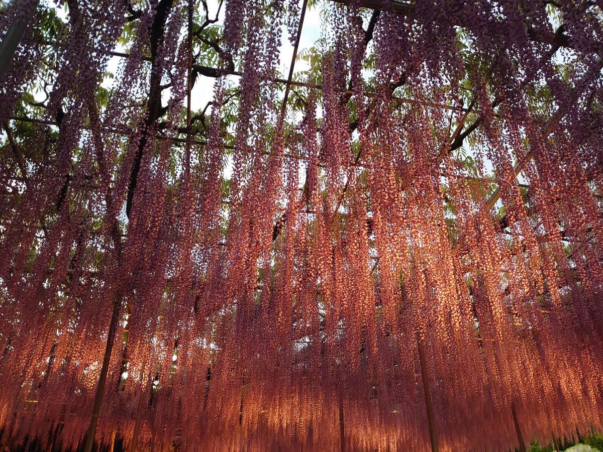 アルティー tweet media