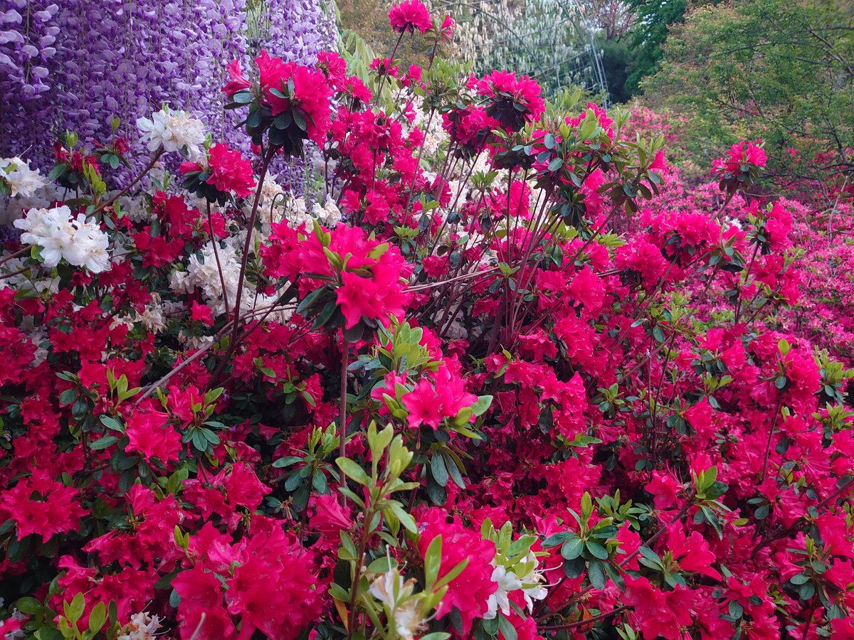 アルティー tweet media