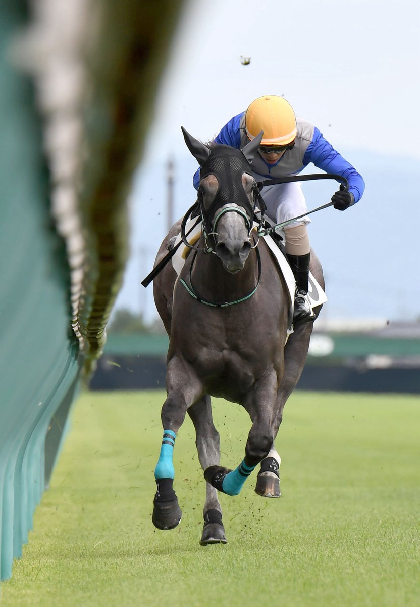 日刊ゲンダイ　競馬 tweet media