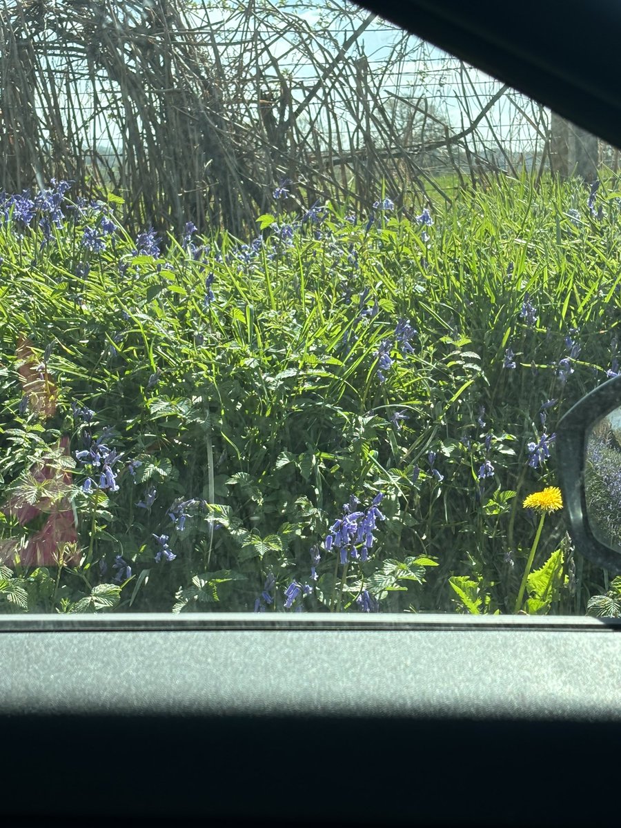 rattycastle's tweet image. #Bluebell polka on the verge😊 I hope those naughty council men don’t come along and electrocuted them 👿#Weeds ?