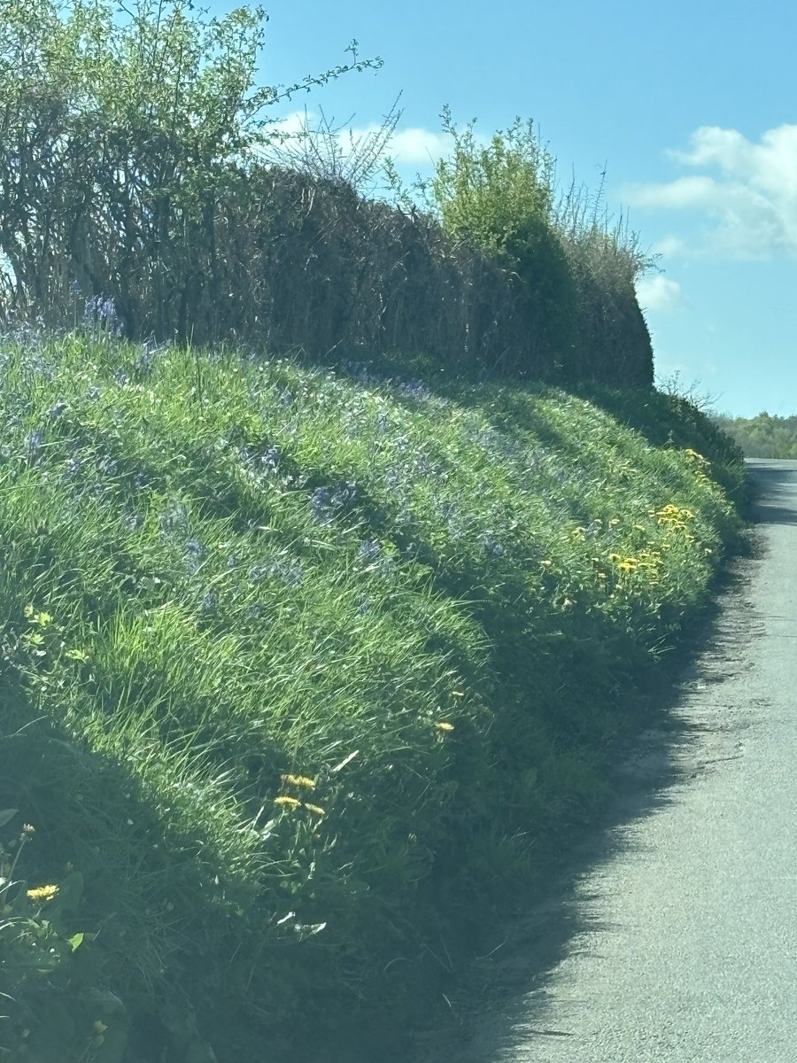 rattycastle's tweet image. #Bluebell polka on the verge😊 I hope those naughty council men don’t come along and electrocuted them 👿#Weeds ?