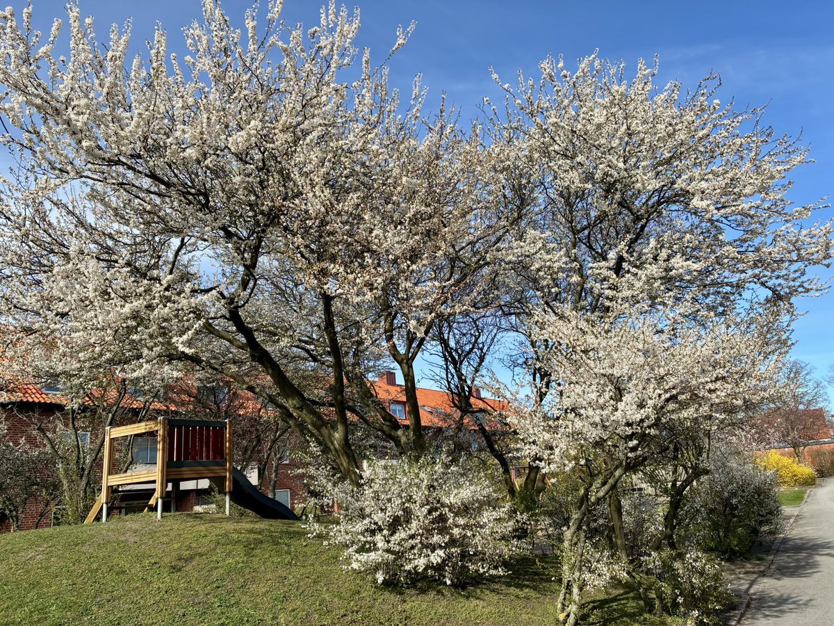 ThalionLindahl's tweet photo. Ystad https://t.co/2GxxrygqCv