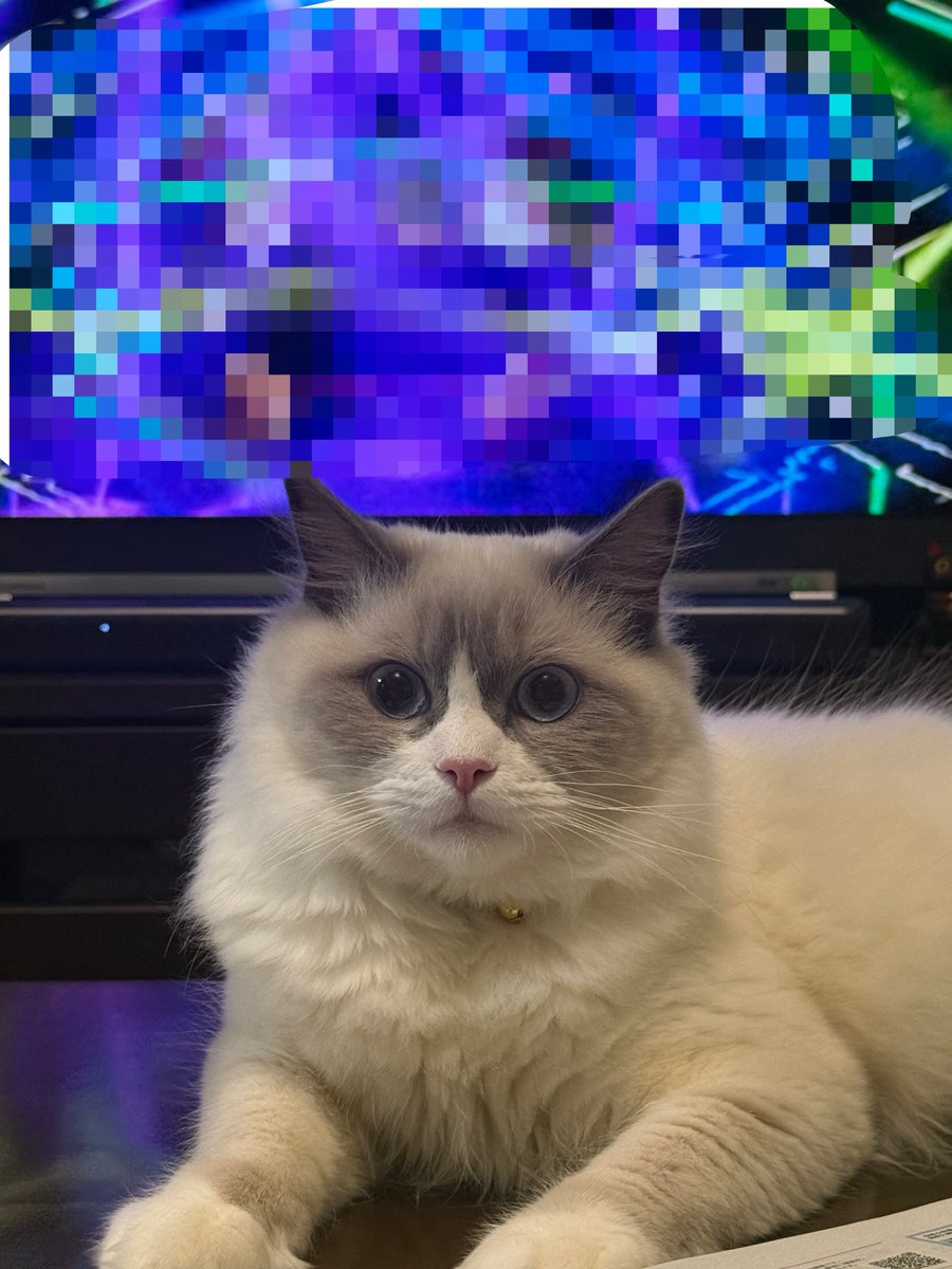 💙餅姫（もちひめ）💙🏟️両日 tweet media