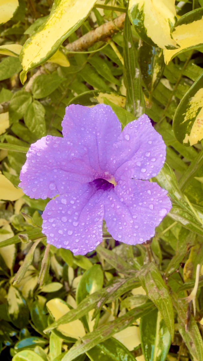 epintadorm's tweet image. Mexican petunia today. #mymorning #goodday #grateful #nature #flowers #mexicanpetunia #mypics