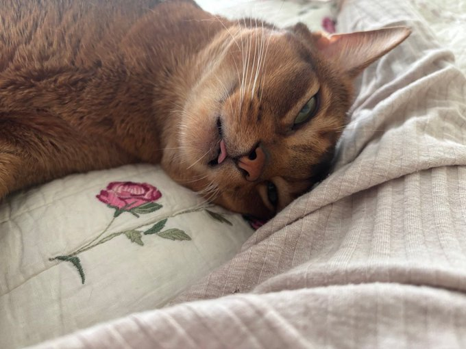 Bug4 tweet media